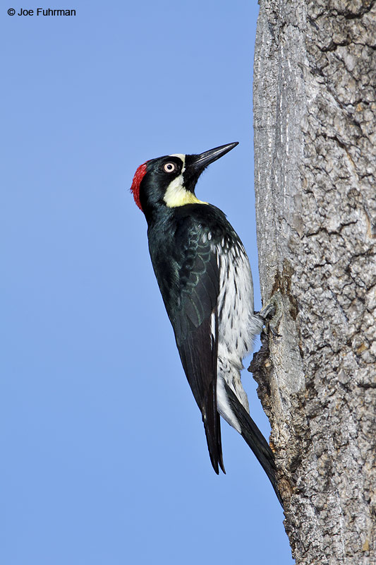 Acorn Woodpecker female L.A. Co., CA   January 2010