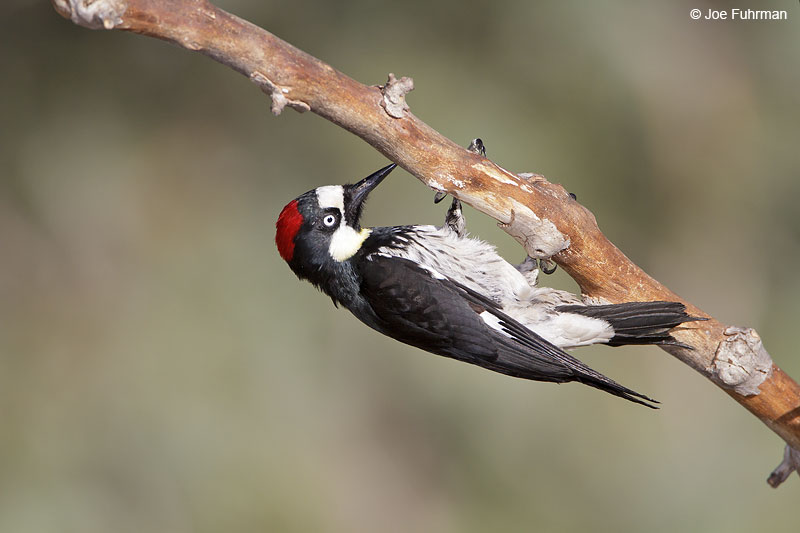 Acorn Woodpecker Santa Cruz Co., AZ   April 2010