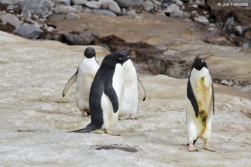Adelie Penguin Paulet Island, Antarctica Nov. 2010