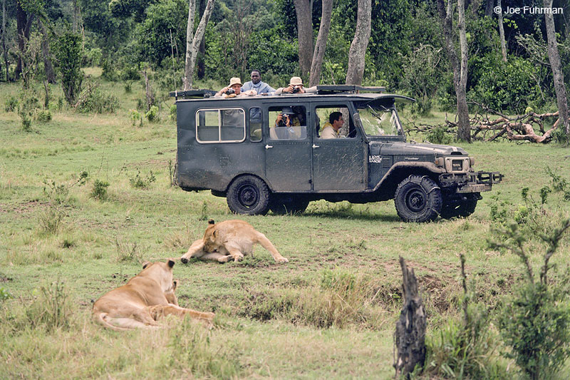 African Lion Maasai Mara National Reserve, Kenya, Nov. 1987