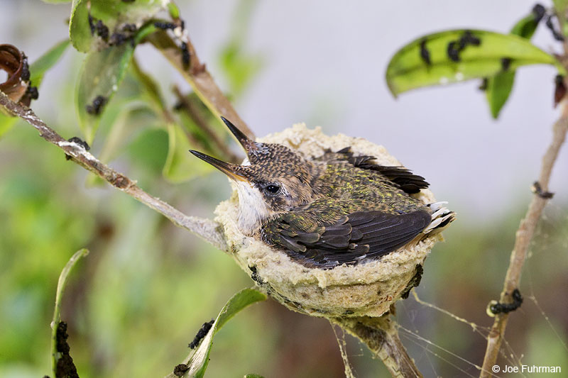 Anna's Hummingbird L.A. Co., CA   June 2013