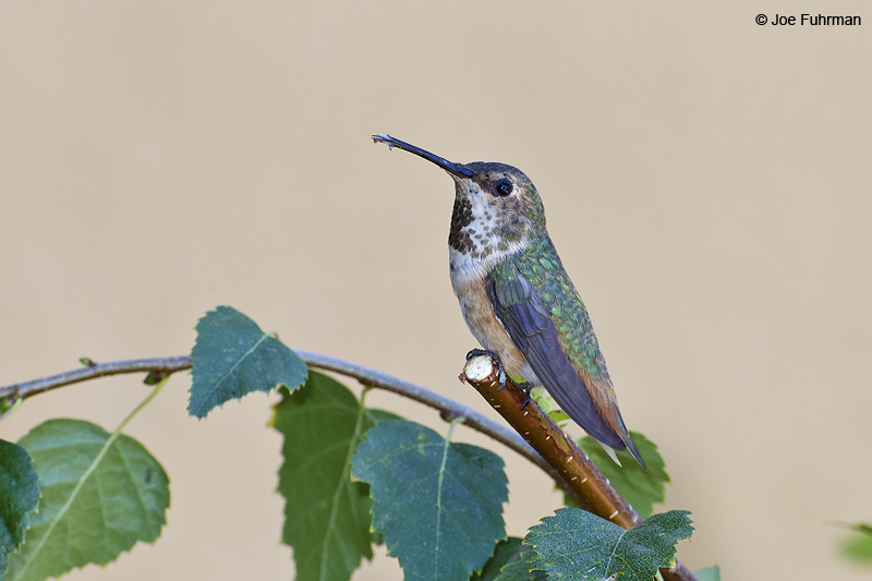 Allen's Hummingbird-adult female L.A. Co., CA    June 2012