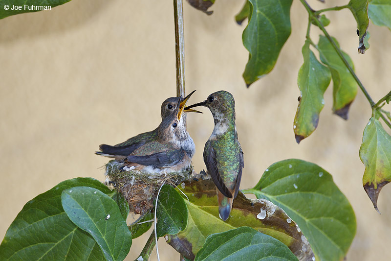 Allen's Hummingbird L.A. Co., CA    June 2012