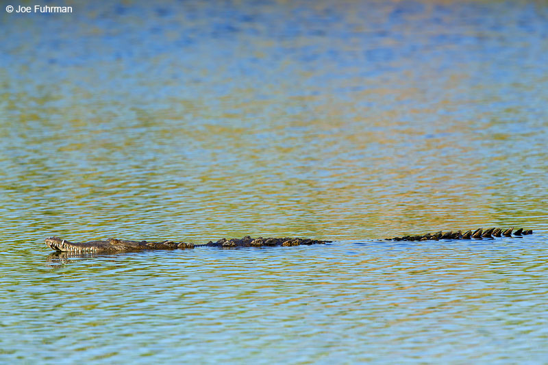 American CrocodileNayarit, Mexico April 2015