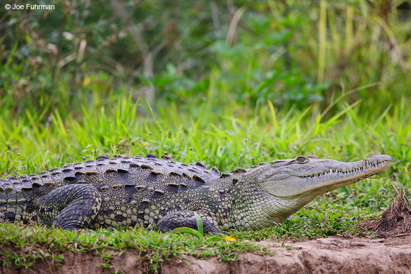 American CrocodileSan Blas, Nayarit, Mexico April 2015