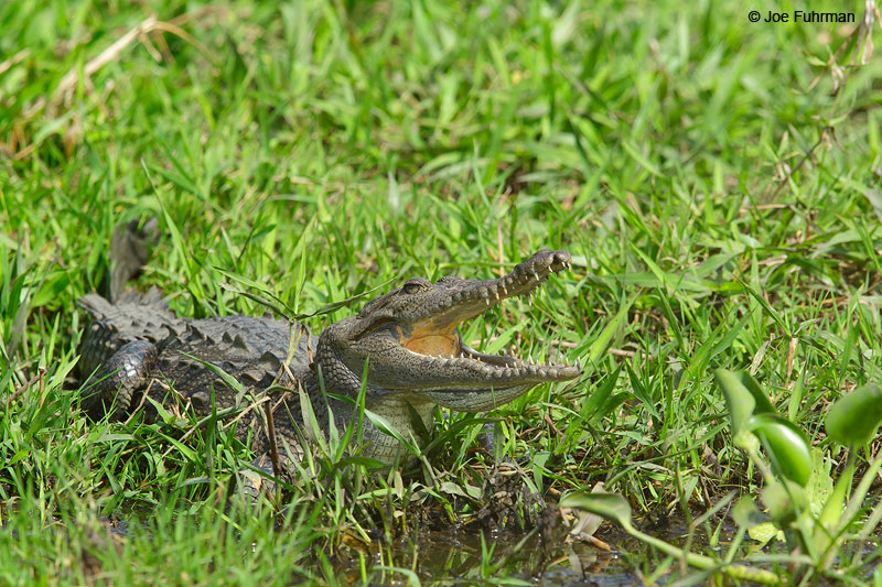 American CrocodileNayarit, Mexico April 2015