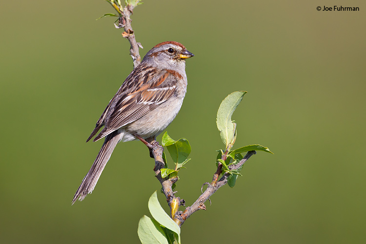 American Tree Sparrow Seward Peninsula, AK June 2011