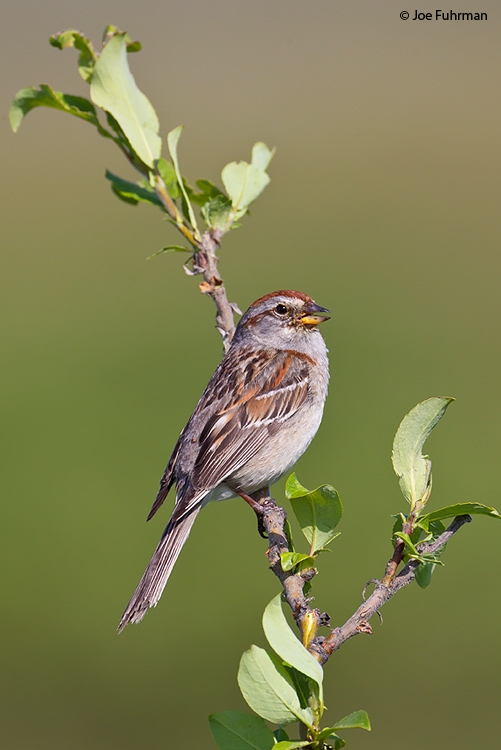 American Tree Sparrow Seward Peninsula, AK June 2011