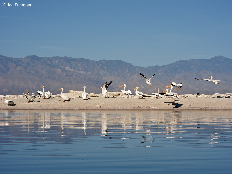 American White Pelican Salton Sea-Riverside Co., CA April 2012