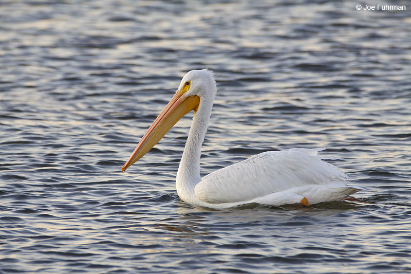 American White Pelican Riverside Co., CA December 2009