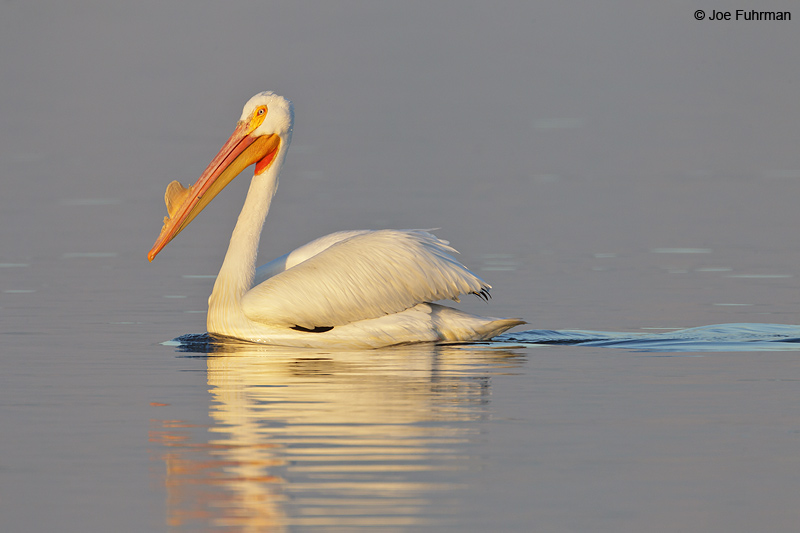 American White Pelican Riverside Co., CA March 2012