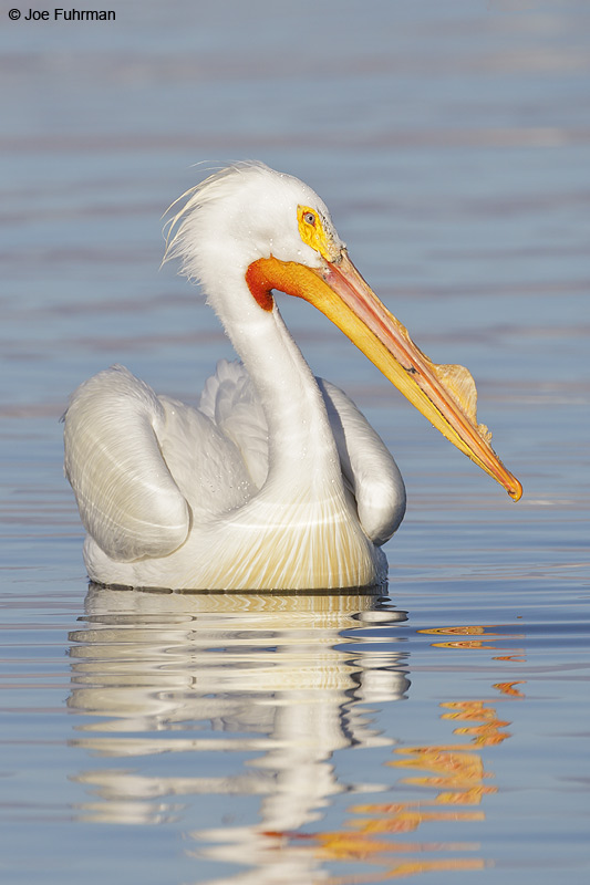 American White Pelican Riverside Co., CA April 2012