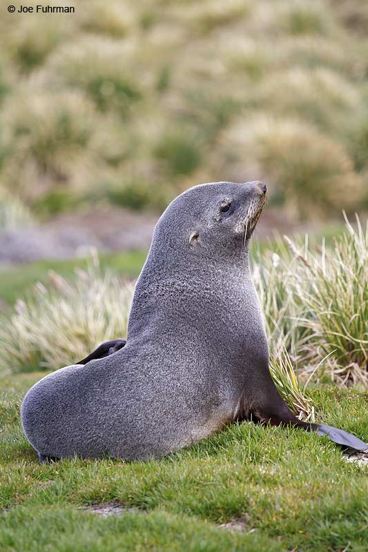 Antarctic Fur Seal South Georgia Island   Nov. 2010