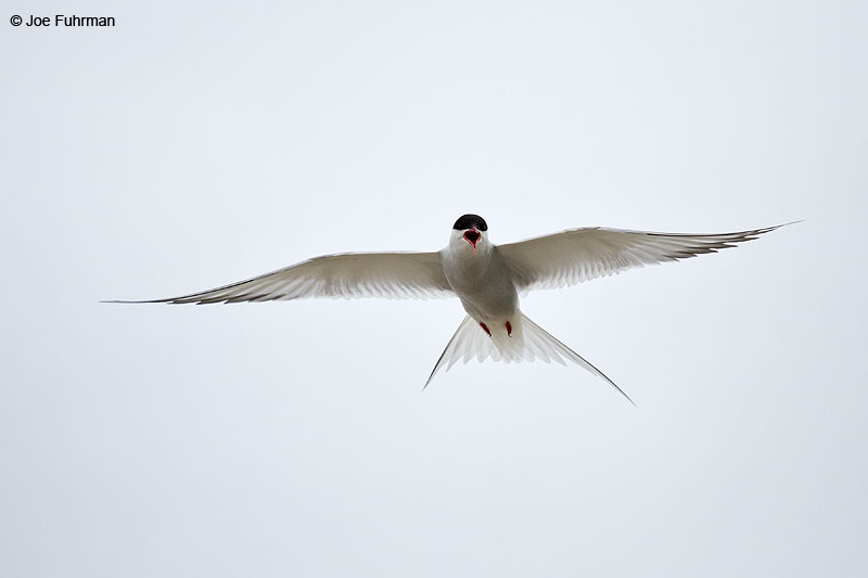 Arctic Tern Iceland   July 2013