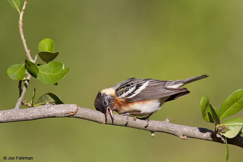 Bay-breasted Warbler Galveston, TX   April 2014