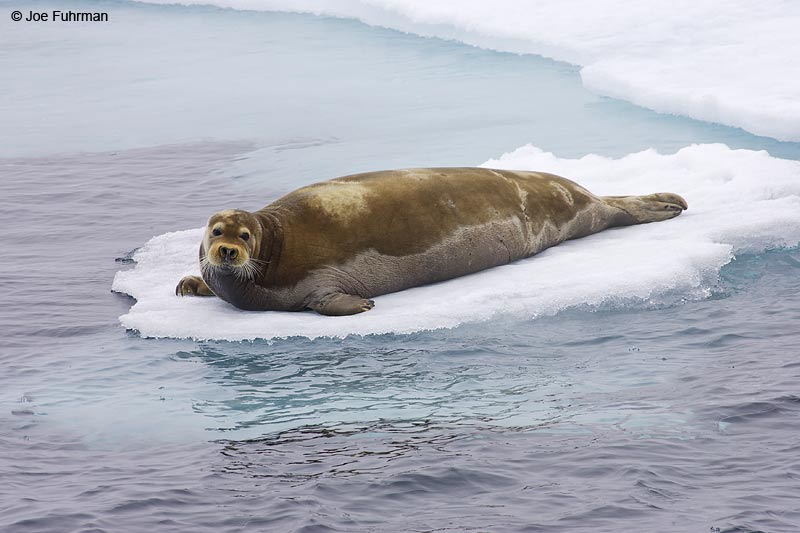 Bearded Seal Svalbard, Norway   July 2008