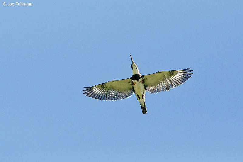 Belted Kingfisher Tamaulipas, Mexico Sept. 2016