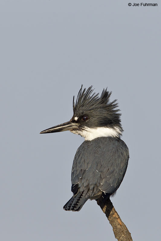 Belted Kingfisher female L.A. Co., CA March 2013