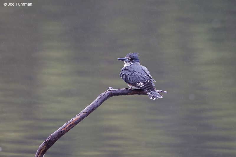 Belted Kingfisher female L.A. Co., CA Jan. 2013