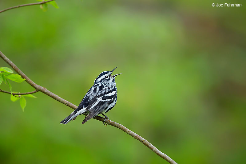 Black-and-white WarblerLackawanna Co., PA   May 2016