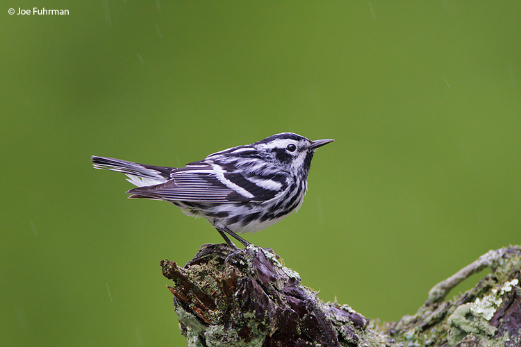 Black-and-white Warbler Scioto Co., OH April 2010