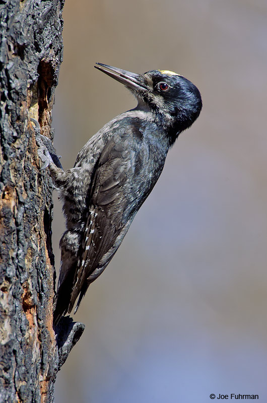 Black-backed Woodpecke m.r Mono Co., CA   June 2004