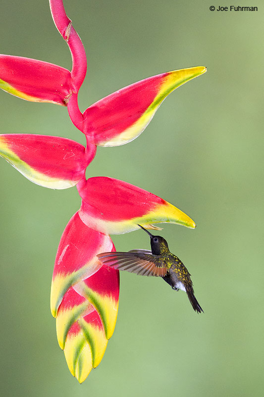 Black-bellied Hummingbird Catarata del Toro, Costa Rica   Jan. 2014