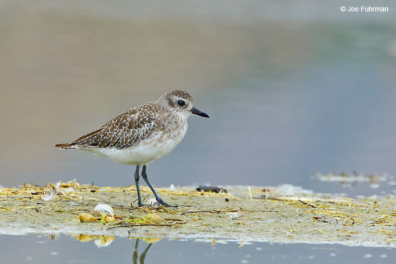 Black-bellied Plover L.A. Co., CA    Aug. 2016
