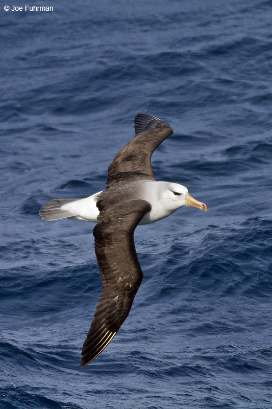 Black-browed Albatross Drake Passage Nov. 2010
