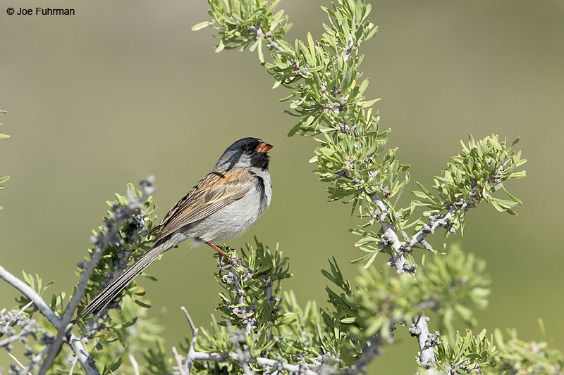 Black-chinned Sparrow Clark Co., NV   May 2014