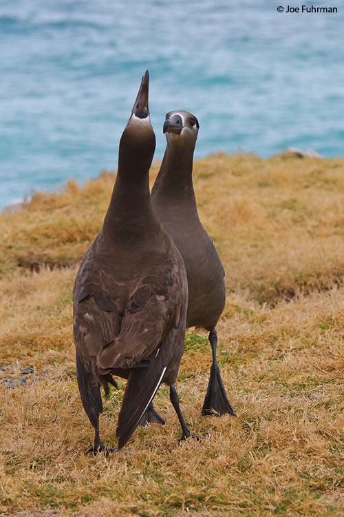 Black-footed Albatross Midway Atoll, HA March 2010