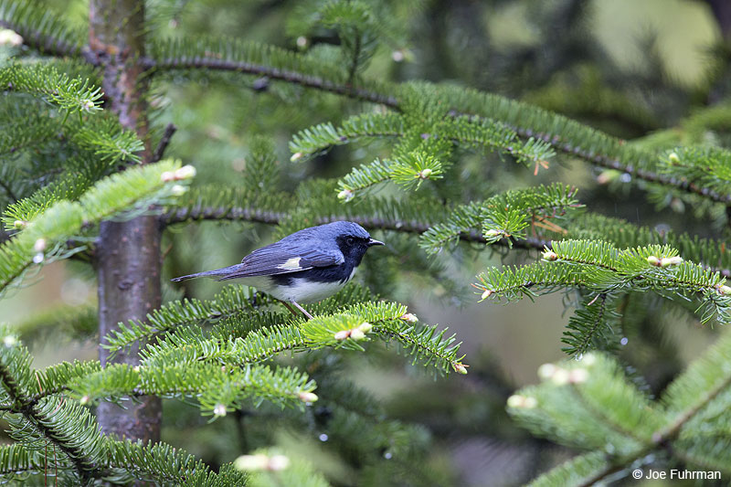 Black-throated Blue Warbler Piscataquis Co., ME May 2013