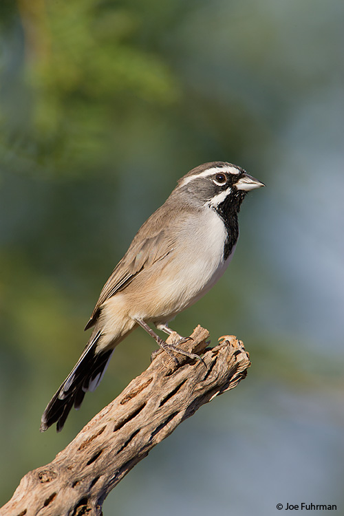 Black-throated Sparrow Santa Cruz Co., AZ September 2007