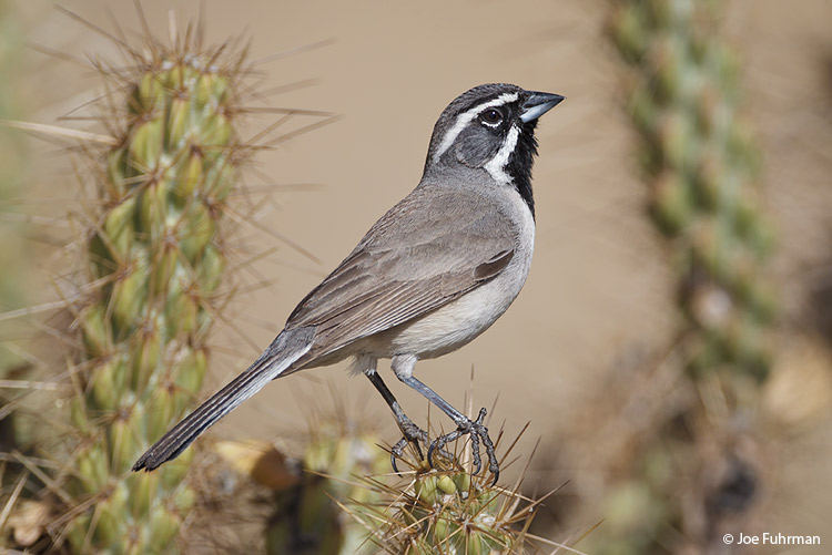 Black-throated Sparrow San Diego Co., CA April 2011