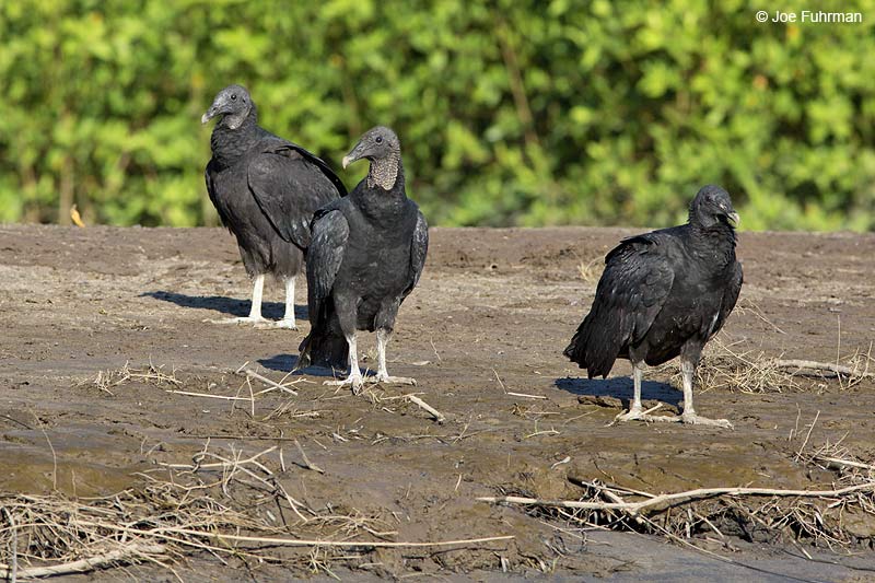Black Vulture Nay., Mexico Dec. 2013