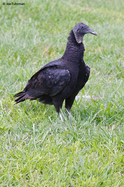 Black Vulture Osceola Co., FL April 2011