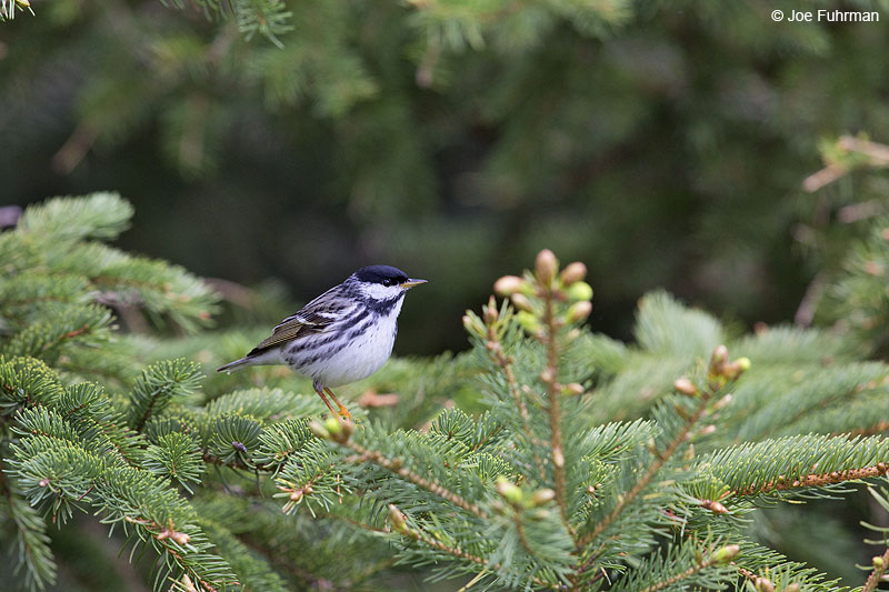 Blackpoll Warbler male Piscataquis Co., ME May 2013