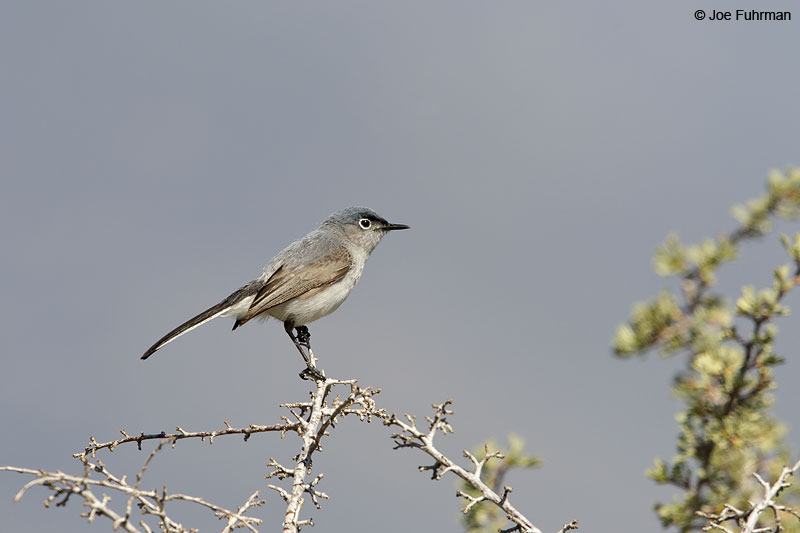 Blue-gray Gnatcatcher Mono Co., CA June 2013