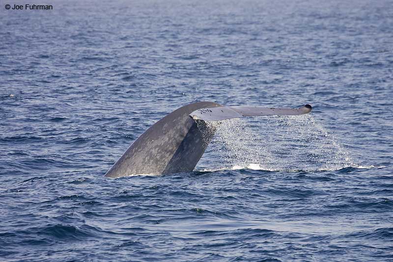 Blue Whale Santa Barbara Co., CA August 2007