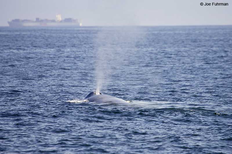 Blue Whale Santa Barbara Co., CA August 2007