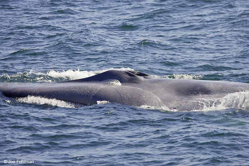 Blue Whale Santa Barbara Co., CA September 2007