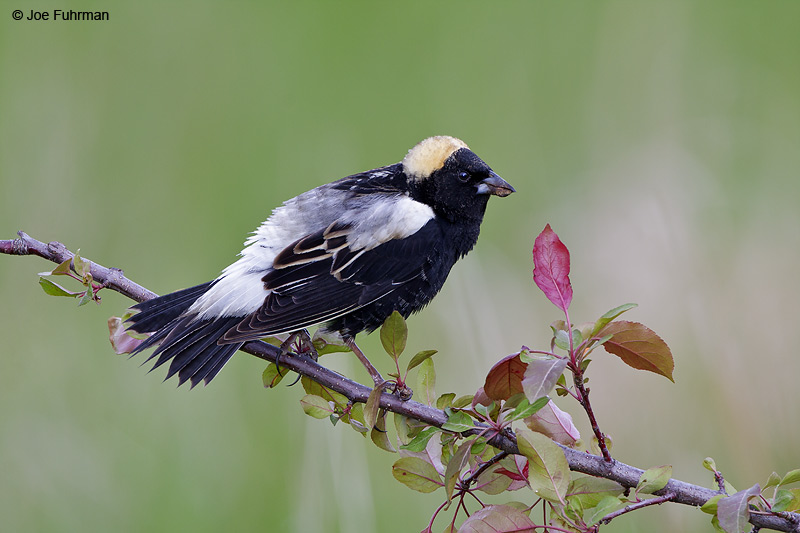 Bobolink male Summit Co., OH   May 2009