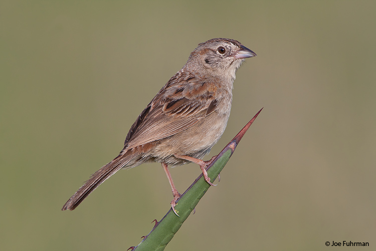 Botteri's Sparrow Cochise Co., AZ   August 2008