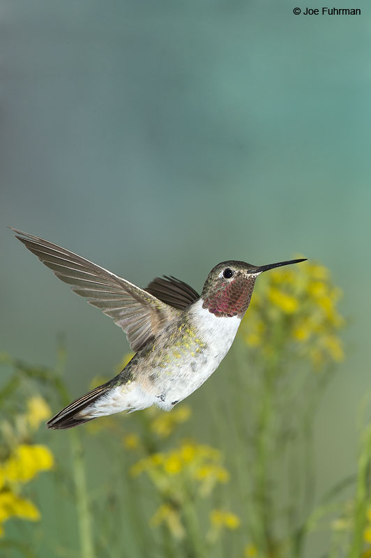 Broad-tailed Hummingbird Apache Co., AZ Aug. 2014