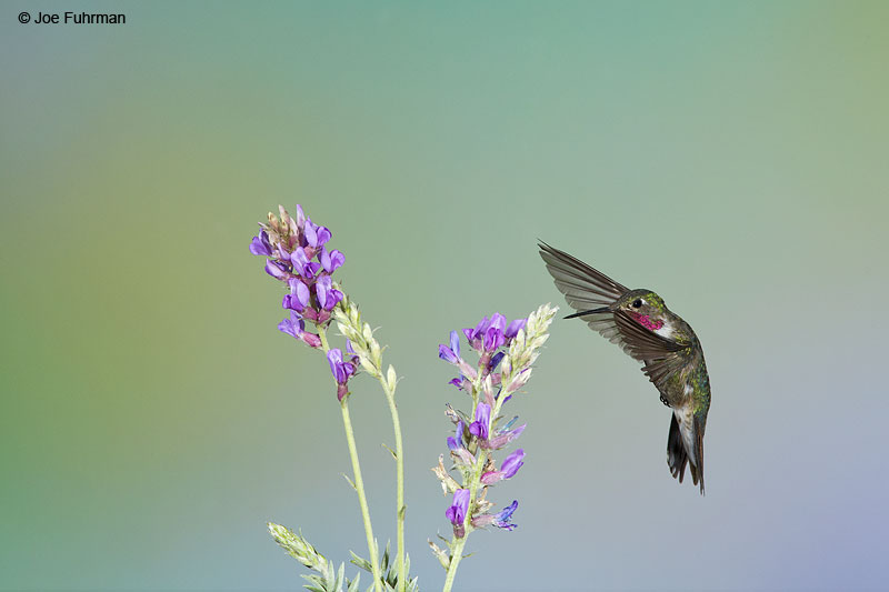 Broad-tailed Hummingbird Apache Co., AZ Aug. 2014