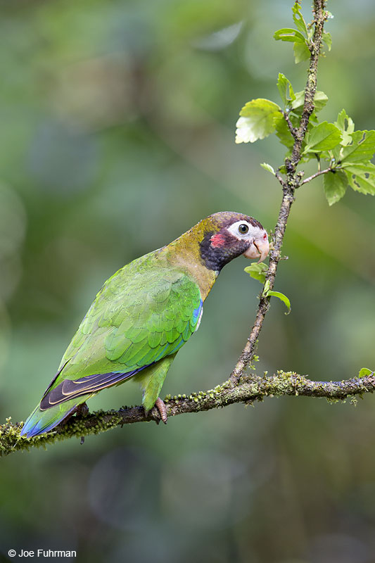 Brown-hooded Parrot Laguna del Lagarto Lodge, Costa Rica   Jan. 2014