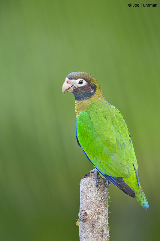Brown-hooded Parrot Laguna del Lagarto Lodge, Costa Rica   Jan. 2014