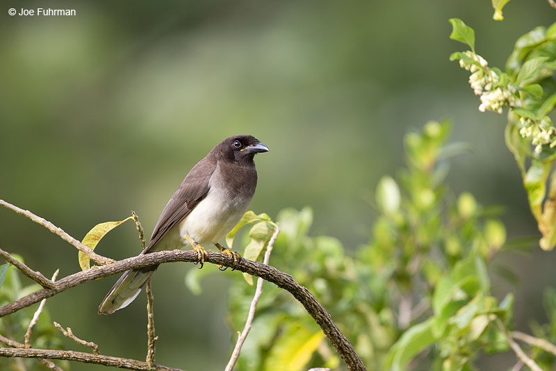 Brown Jay Arenal National Park, Costa Rica Jan. 2014