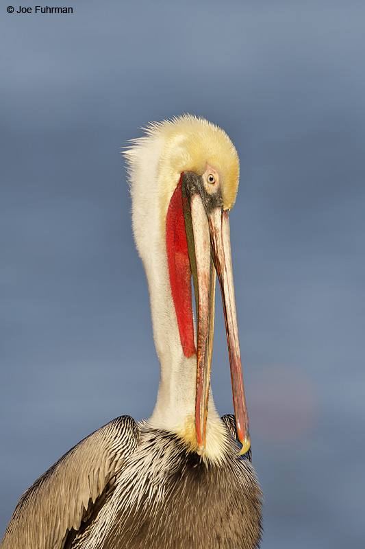 Brown Pelican breeding adult San Diego Co., CA December 2006