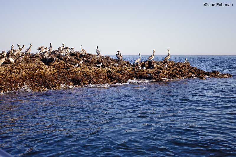 Brown Pelican Islas Marietas, Nay., Mexico March 2013
